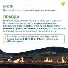 ЛЕСНЫЕ ПОЖАРЫ